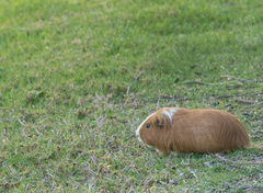 Cavia porcellus
