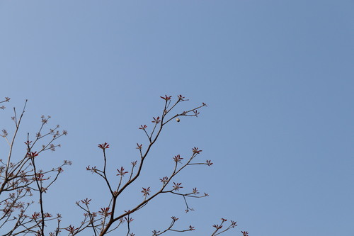 Image of Terminalia bellirica by (c) Vikas D Prasad, some rights reserved (CC BY-SA)