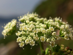 Peucedanum japonicum
