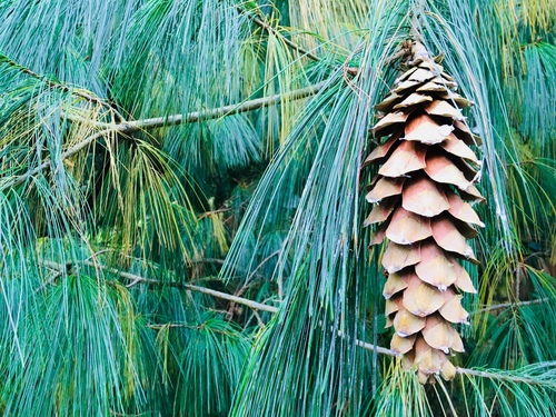 Pinus x holfordiana, photographed by an iNaturalist contributor