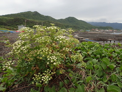 Peucedanum japonicum