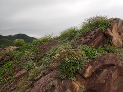 Peucedanum japonicum