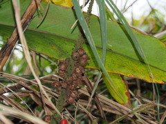 Alpinia shimadae