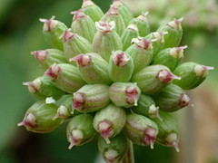 Peucedanum japonicum