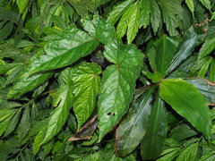 Begonia longifolia