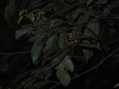 Cryptocarya chinensis