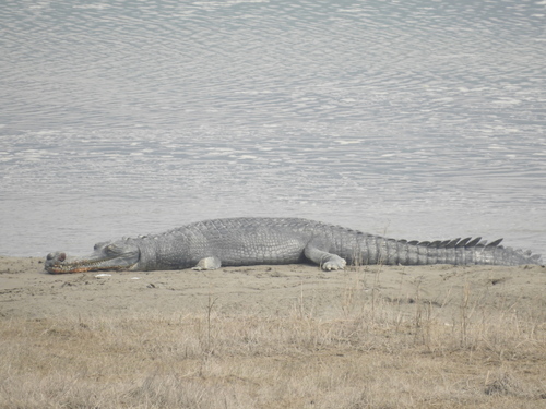 Gharial