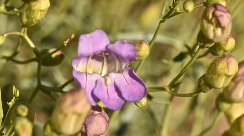 Penstemon fruticiformis var. amargosae