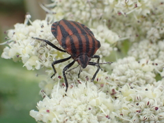Graphosoma rubrolineatum