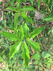 Syngonium auritum