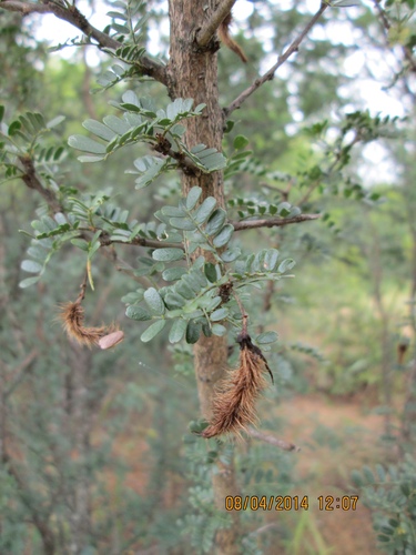 Caterpillar Bush