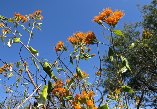 Golden-Bittertea
