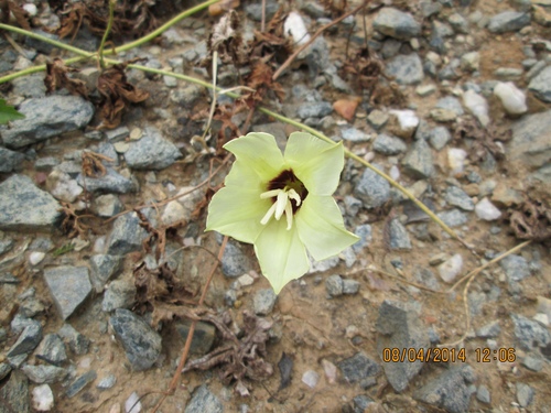 Roughstem Merremia