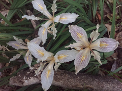 Iris fernaldii