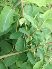 Malachius bipustulatus