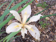 Iris fernaldii