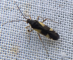 Dryophilocoris flavoquadrimaculatus