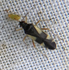Dryophilocoris flavoquadrimaculatus