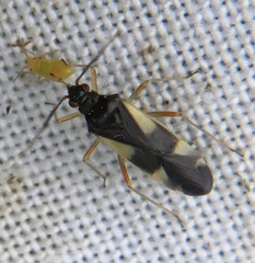 Dryophilocoris flavoquadrimaculatus