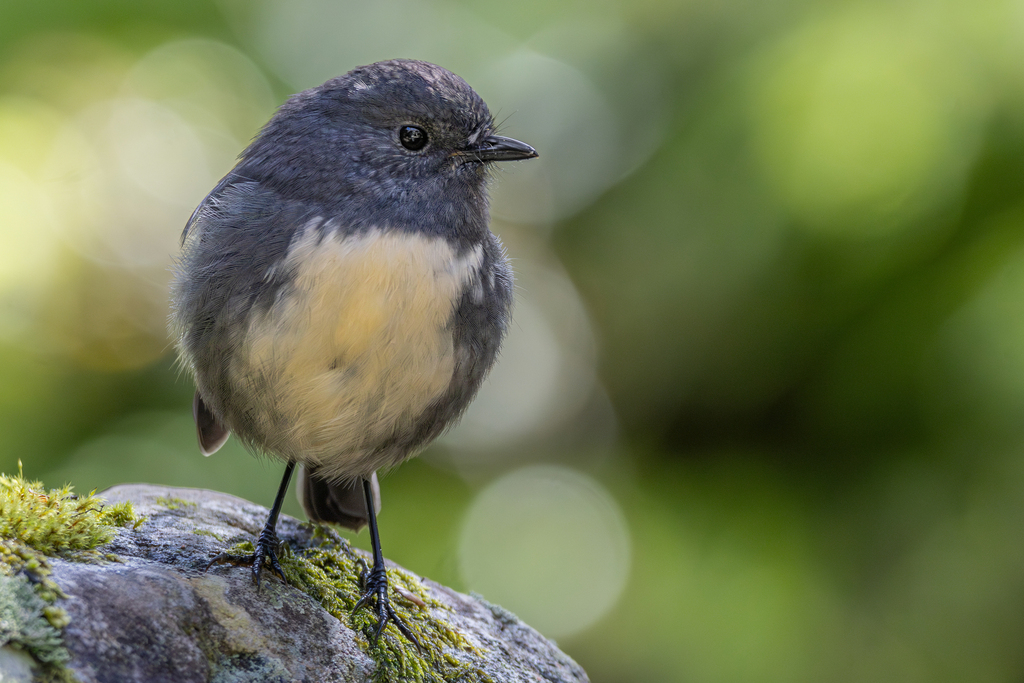 New Zealand Robin