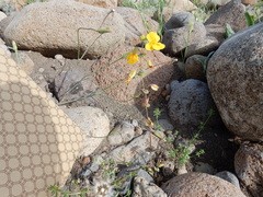 Erythranthe glaucescens