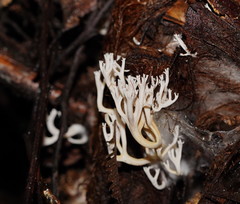 Phaeoclavulina ochracea