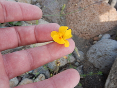 Erythranthe glaucescens