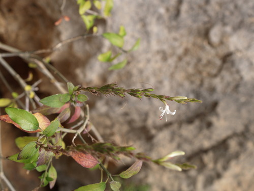 Chorisochora minor