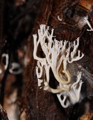 Phaeoclavulina ochracea