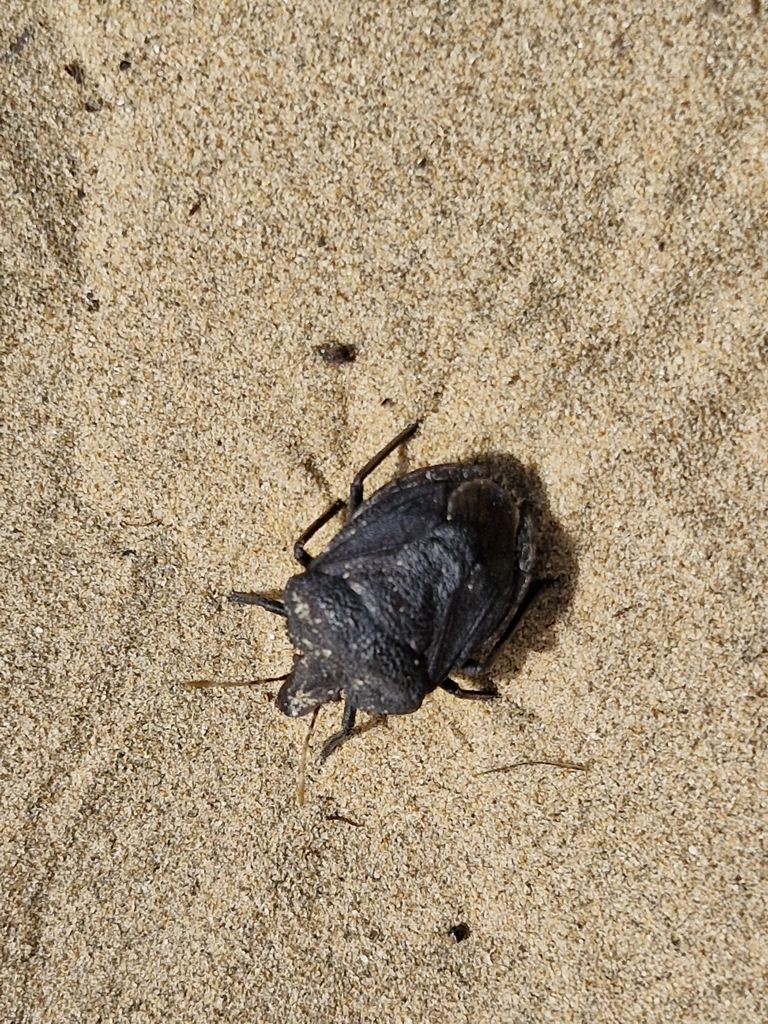 Arabian Desert Shield Bug from Mushrif - Dubai - United Arab Emirates ...
