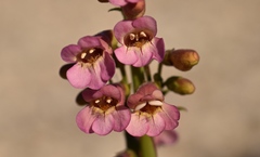 Penstemon bicolor roseus
