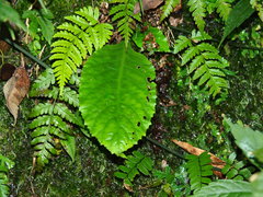 Conandron ramondioides