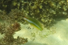 Halichoeres brownfieldi