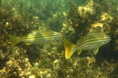 Helotes octolineatus