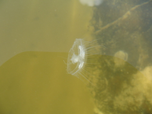 Common Freshwater Jellyfish, Nez Perce County, ID, USA, photo 9 of 10