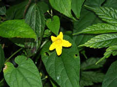 Thladiantha punctata