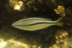 Striped Whiptail photo 4