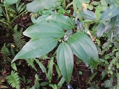 Cinnamomum burmanni
