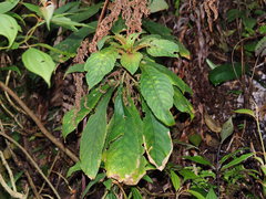 Rhynchotechum discolor