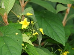 Thladiantha punctata