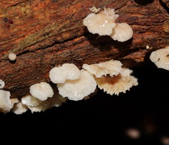 Marasmiellus affixus