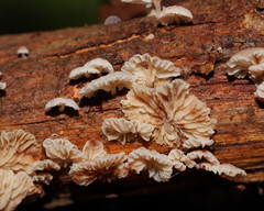 Marasmiellus affixus