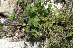 Delphinium polycladon