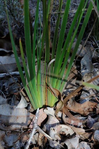 Image of Orthrosanthus laxus by (c) Margaret Langley, some rights reserved (CC BY)