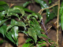 Helicia cochinchinensis