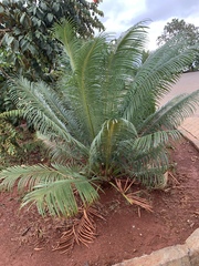 Cycas thouarsii
