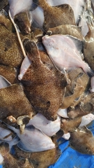 Japanese Frog Flounder photo 3