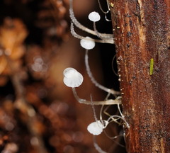 Mycena albidocapillaris