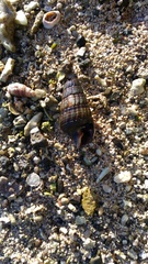 Cerithiidae