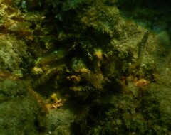 Omobranchus germaini